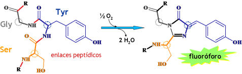 reacción de formación del fluoróforo