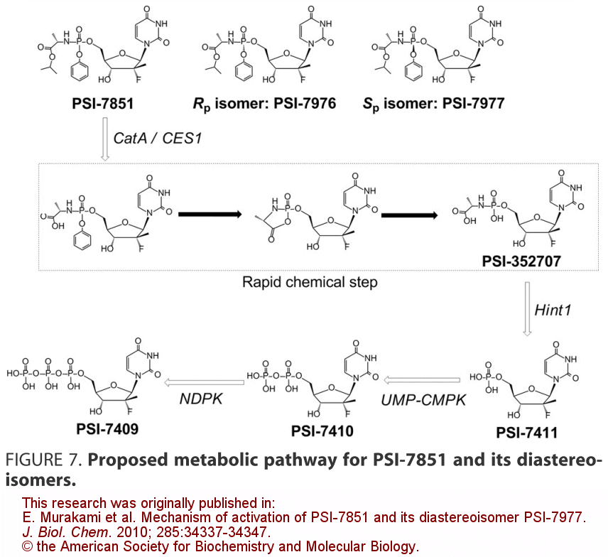 Fig. 7 in JBC 285: 34337